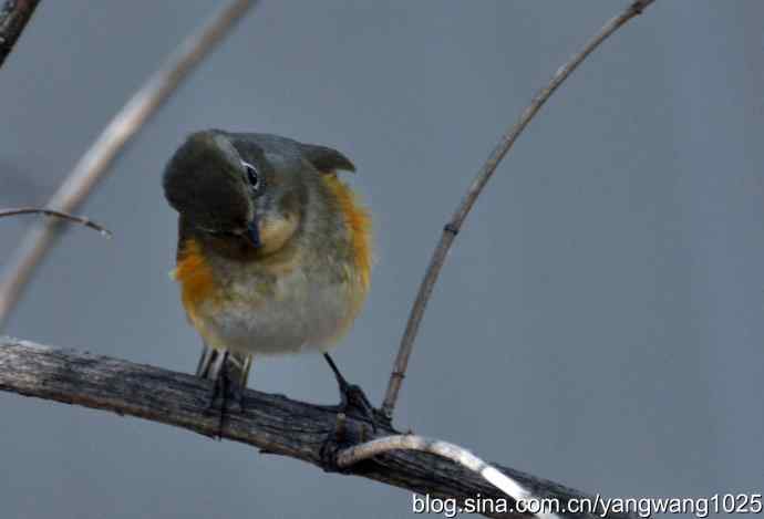 野生鸟（红肋蓝尾鸲）2