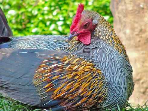 凤凰：传说的鸟原型探秘（原鸡）