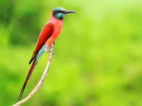 绝色攀禽:佛法僧目之蜂虎4 绝色攀禽:佛法僧目之蜂虎4