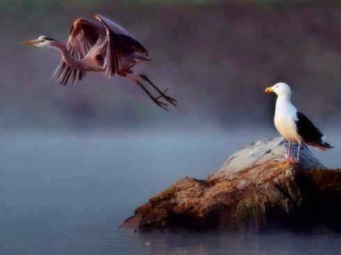 白头鸟系列：另类的美丽（黑背鸥）