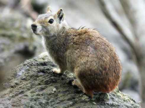 动物世界：山寨还是原创之十四