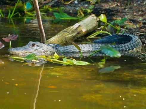 龙:传说的兽原型探秘(短吻鳄类) 龙:传说的兽原型探秘(短吻鳄类)