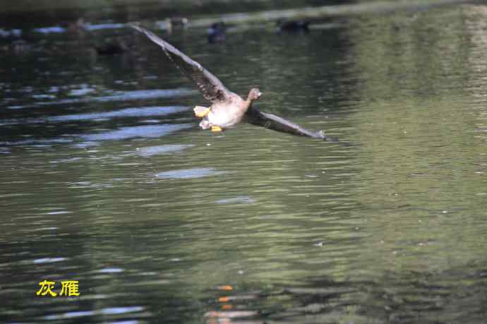 北京动物园的鸟类——八月十六（杂片）