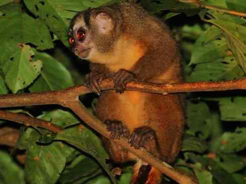 十大喜食蜂蜜动物:蜜熊 十大喜食蜂蜜动物:蜜熊