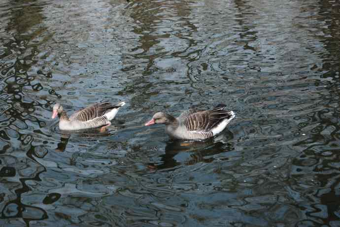 激战水禽湖（抓拍）
