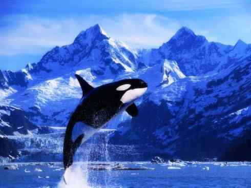 独角兽：传说的兽原型探秘（独角鲸）