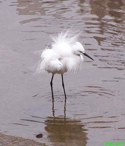 鸟类洗澡花样多