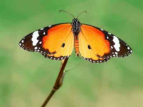 自然奇观：动物大迁徙(帝王蝶）