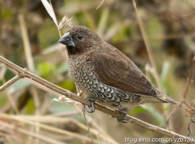 深港拍鸟新纪录（16）——斑文鸟（组图）