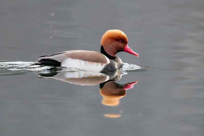 稻香湖的潜鸭☆