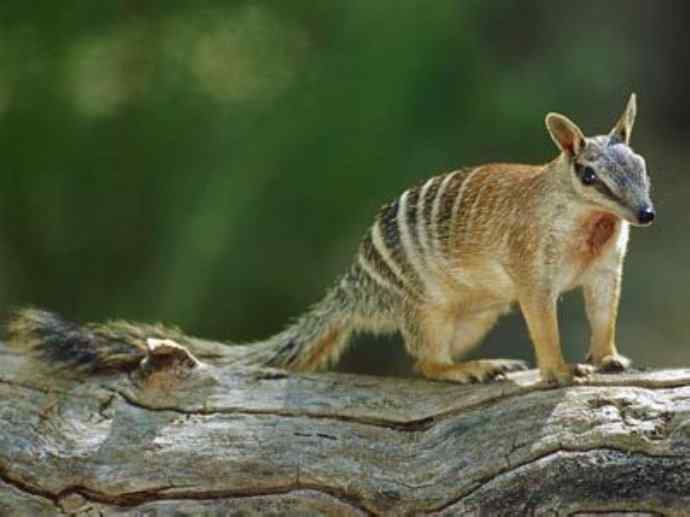盘点十二大著名食蚁动物:袋食蚁兽 盘点十二大著名食蚁动物:袋食蚁兽