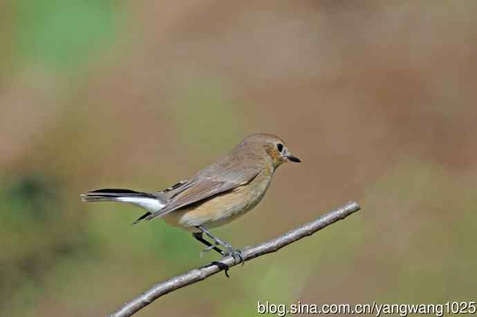 秋天的红喉姬鹟（10）
