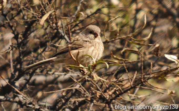 求鸟名，朱雀雌鸟？（组图）