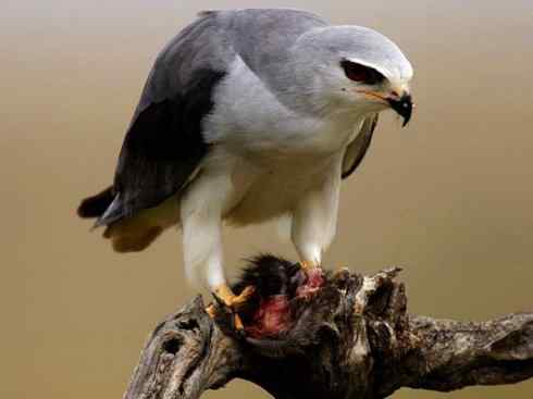 白头鸟系列：另类的美丽（白尾鸢）