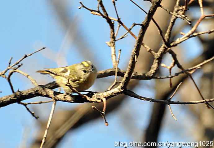 北京动物园的鸟类——高枝头的戴菊鸟