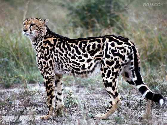 不同寻常的猎豹  王猎豹