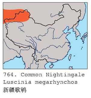 叫声甚悦耳的新疆特有鸟（组图，5张图片）