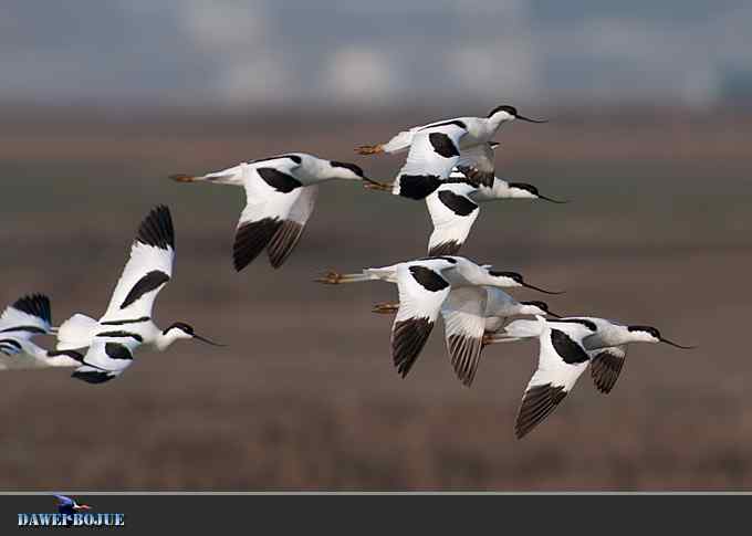 迁徙的鸟：飞翔的反嘴鹬