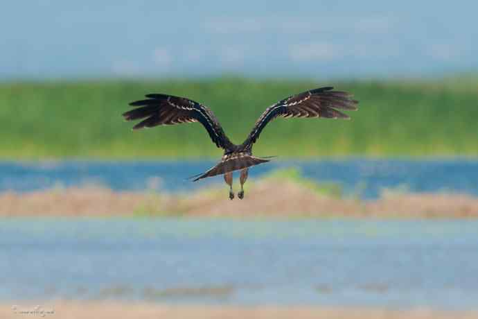 野鸭湖.晨曦中的黑耳鳶