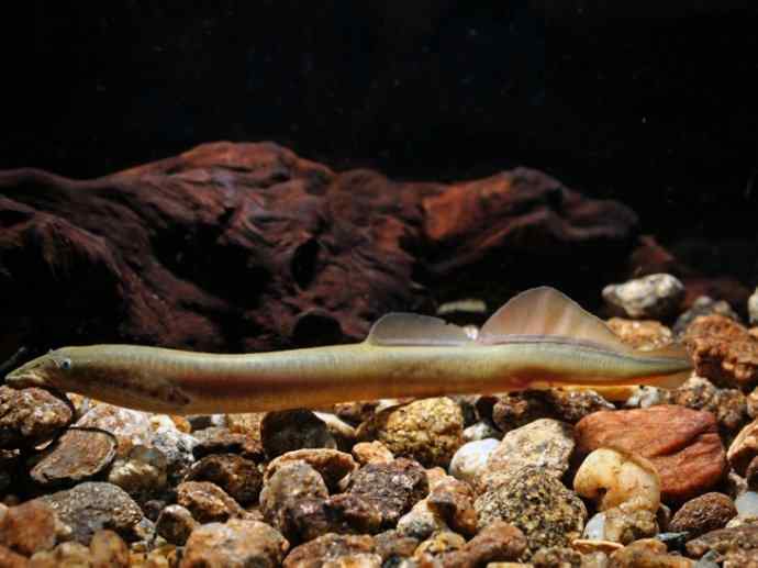 鱼类活化石：背眼七鳃鳗