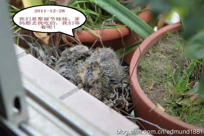 珠颈斑鸠育儿记