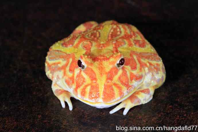 青蛙乎？蛤蟆乎？