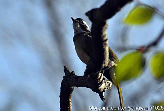 5～6级风中的白头鹎