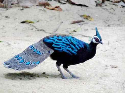 凤凰：传说中的鸟原型探秘（孔雀雉）