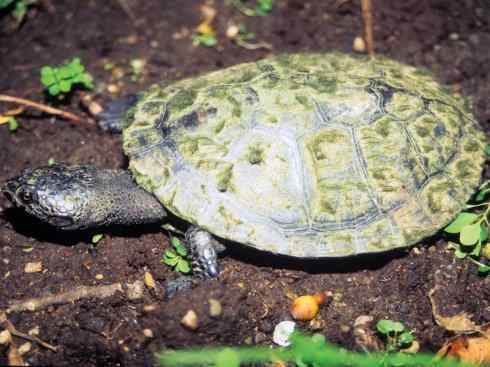 玄武：传说的兽原型探秘（玛塔龟）