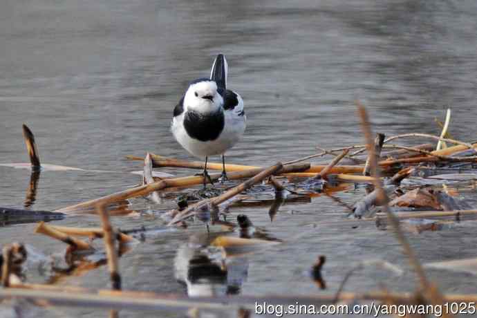 白鹡鸰(2) 白鹡鸰(2)