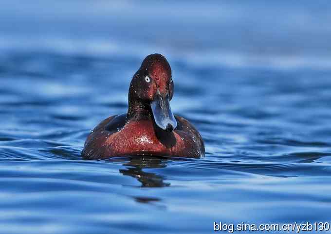 蓝之梦&bull;白眼潜鸭（组图，）