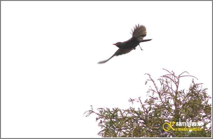 阴天拍的是鈥溞那殁潯菊掌