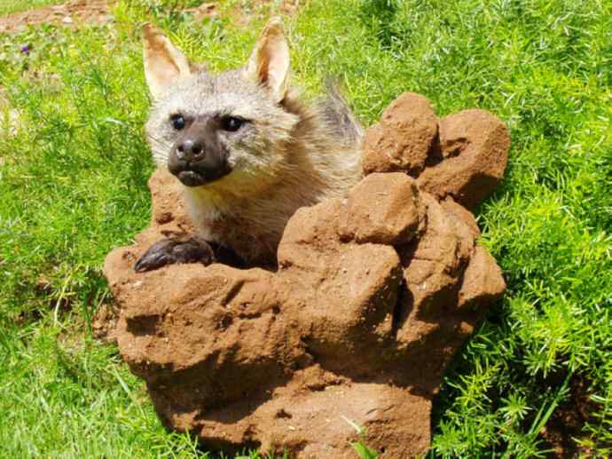 盘点十二大著名食蚁动物：土狼