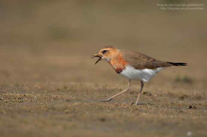 如期而至的东方鸻