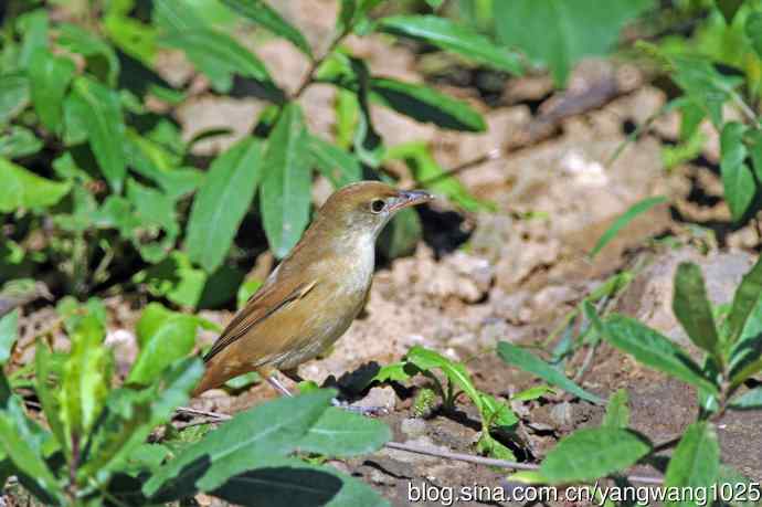 厚嘴苇莺（1）