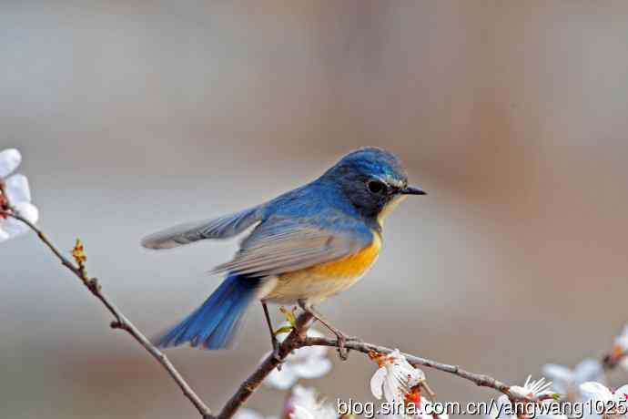 山桃花与雄性红胁蓝尾鸲 山桃花与雄性红胁蓝尾鸲