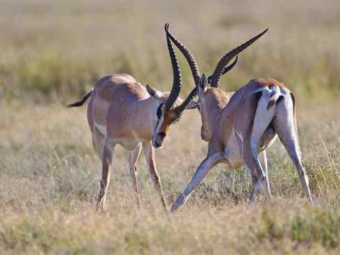 麒麟：传说的兽原型探秘（鹿羚）
