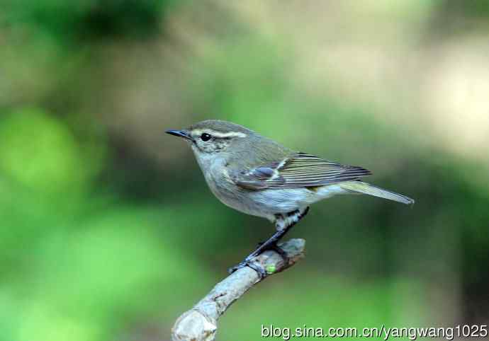 北京天坛公园的鸟类——黄眉柳莺（1）