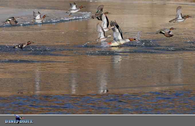 冰上鸭趣 冰上鸭趣