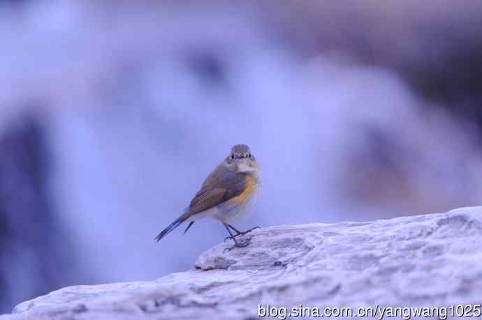 雌性红胁蓝尾鸲(33) 雌性红胁蓝尾鸲(33)