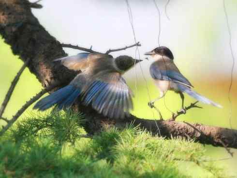 家禽驯化之源之二十九