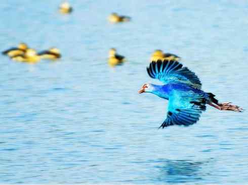 奇特的盔：紫水鸡
