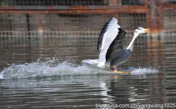 飞(斑头雁) 飞(斑头雁)