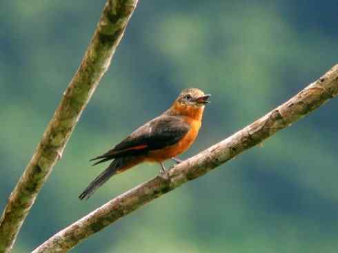 极品红色鸟类:朱红霸鶲 极品红色鸟类:朱红霸鶲