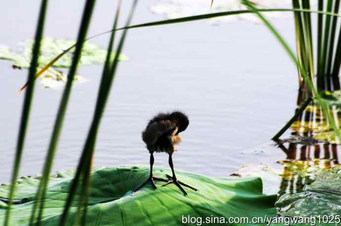 小小黑水鸡 小小黑水鸡