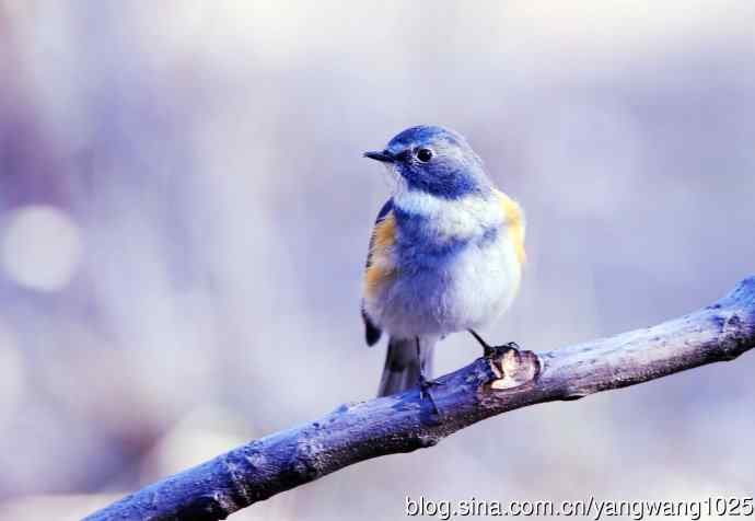 雄性红胁蓝尾鸲(11) 雄性红胁蓝尾鸲(11)