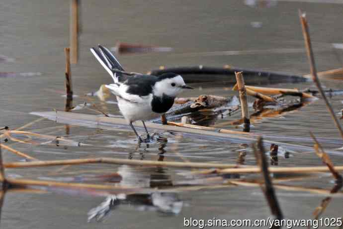 白鹡鸰(2) 白鹡鸰(2)