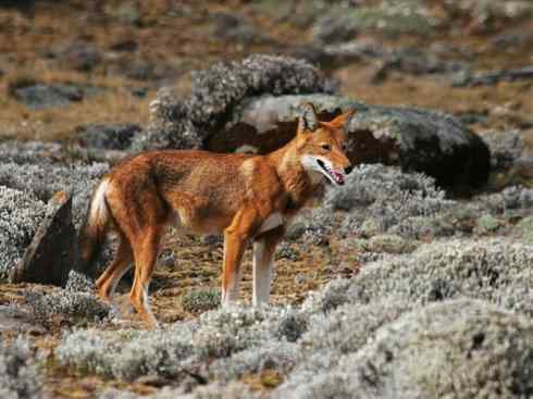 狈：传说的兽原型探秘（豺）