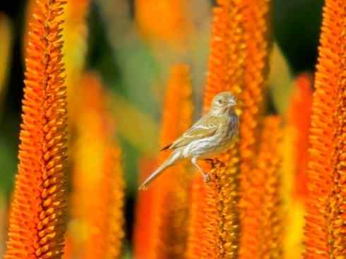 家禽驯化之源之二十一