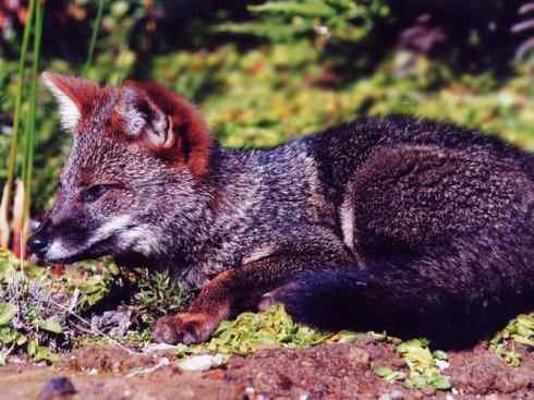 犬科：狐亚科伪狐属之阿根廷狐、山狐、达尔文狐